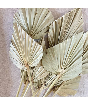 Fleurs séchées palmier camel x10